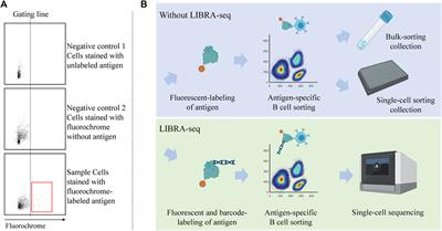 Advances in antibody discovery from human BCR repertoires